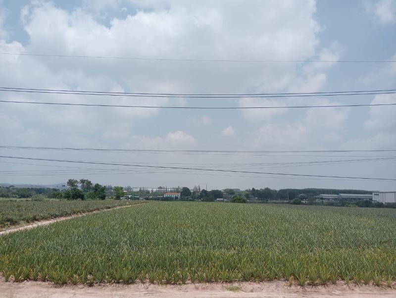 ที่ดิน 2800000 ระยอง กิ่งอำเภอนิคมพัฒนา พนานิคม