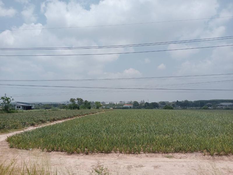 ที่ดิน 2800000 ระยอง กิ่งอำเภอนิคมพัฒนา พนานิคม