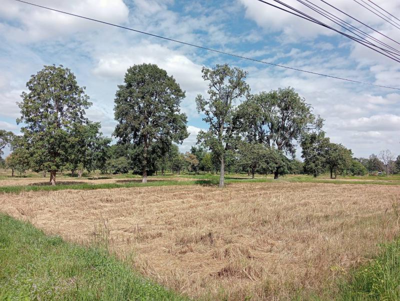 ที่ดิน 1450000 บุรีรัมย์ ลำปลายมาศ หนองคู