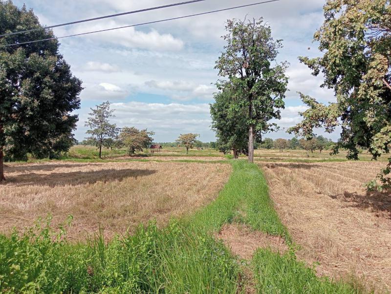 ที่ดิน 1450000 บุรีรัมย์ ลำปลายมาศ หนองคู
